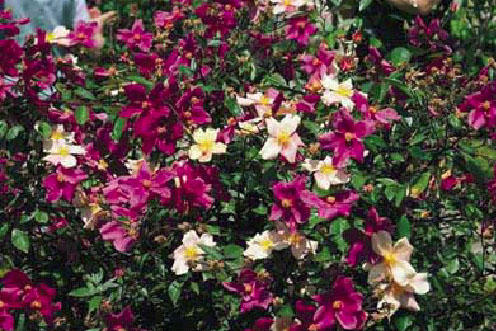 Mutabilis